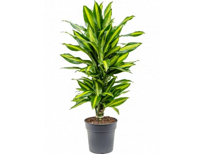 Dracaena fragrans Cintho, průměr 21 cm  Dracéna vonná, dračinec