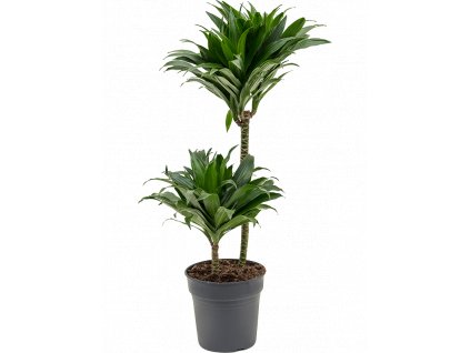 Dracaena fragrans Compacta, průměr 19 cm  Dracéna vonná, dračinec