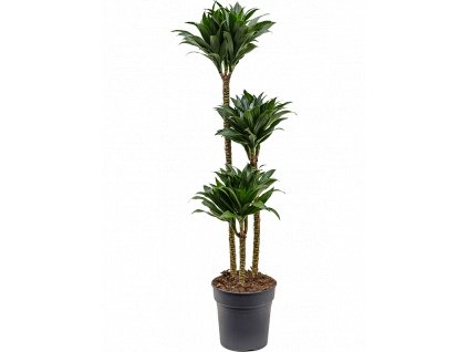 Dracaena fragrans Compacta, průměr 24 cm  Dracéna vonná, dračinec