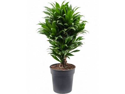 Dracaena fragrans Compacta, průměr 24 cm  Dracéna vonná, dračinec