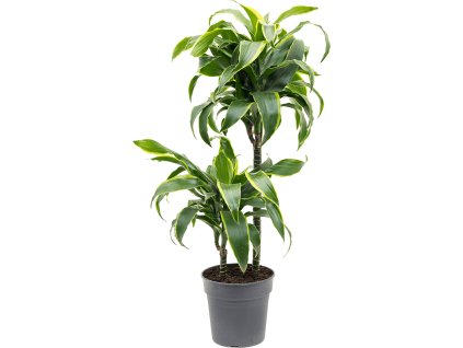 82887 dracaena fragrans dorado prumer 19 cm