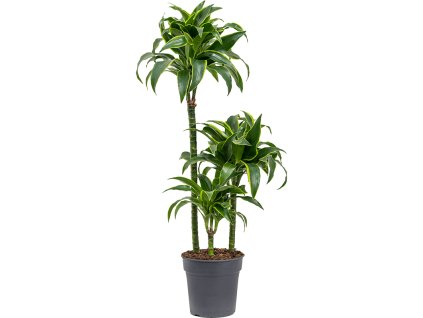 82890 dracaena fragrans dorado prumer 21 cm