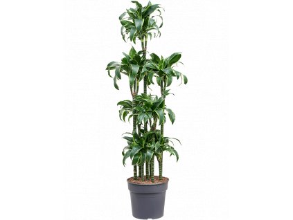 Dracaena fragrans Dorado, průměr 34 cm  Dracéna vonná, dračinec