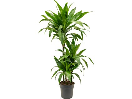 82896 dracaena fragrans janet craig prumer 21 cm