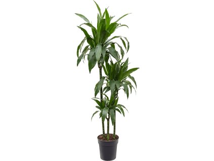 82899 dracaena fragrans janet craig prumer 24 cm