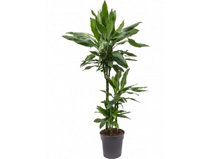 Dracaena fragrans Janet Lind, průměr 21 cm  Dracéna vonná, dračinec