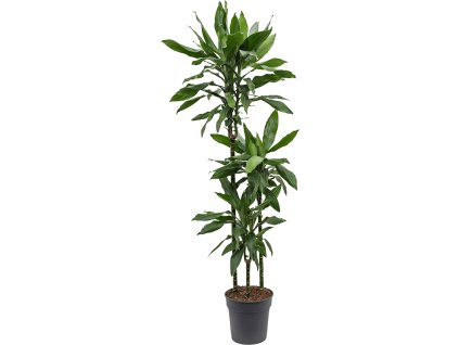 82905 dracaena fragrans janet lind prumer 24 cm
