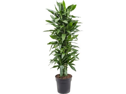 82908 dracaena fragrans janet lind prumer 30 cm
