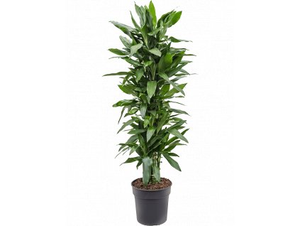 Dracaena fragrans Janet Lind, průměr 30 cm  Dracéna vonná, dračinec