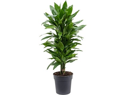 82914 dracaena fragrans janet lind prumer 24 cm