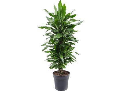82917 dracaena fragrans janet lind prumer 27 cm