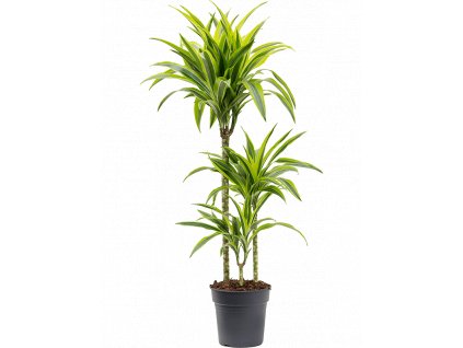 Dracaena fragrans Lemon Lime, průměr 21 cm  Dracéna vonná, dračinec