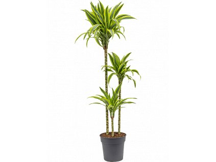 Dracaena fragrans Lemon Lime, průměr 24 cm  Dracéna vonná, dračinec