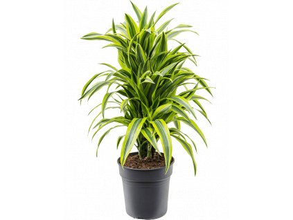 Dracaena fragrans Lemon Lime, průměr 24 cm  Dracéna vonná, dračinec