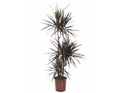 Dracaena marginata Magenta, průměr 21 cm  Dracéna lemovaná, Dračinec