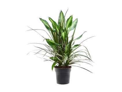 82932 dracaena combo prumer 17 cm