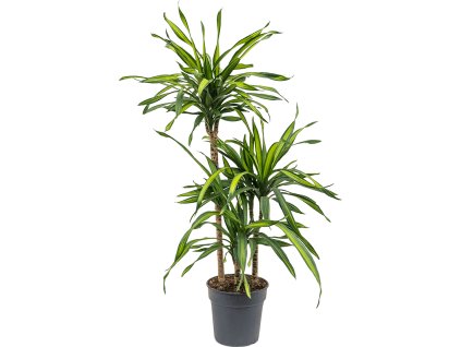 82944 dracaena fragrans riki prumer 21 cm