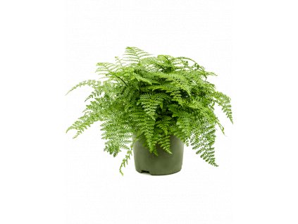 Asplenium dimorphum Parvati, průměr 27 cm  Sleziník, Sleziník hnízdnatý, ptačí hnízdo