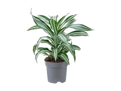 82959 dracaena fragrans jade jewel prumer 17 cm