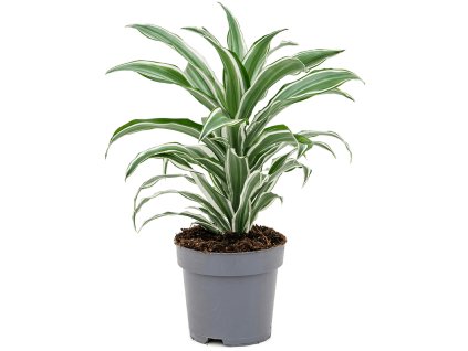 82962 dracaena fragrans white jewel prumer 17 cm