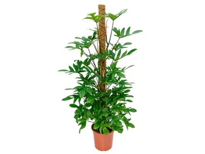 82968 philodendron pedatum s kokosovou vzperou 150 cm prumer 27 cm