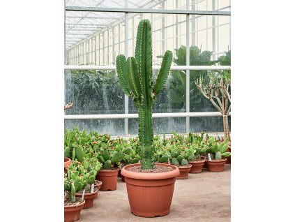 Euphorbia ingens, průměr 45 cm  Pryšec