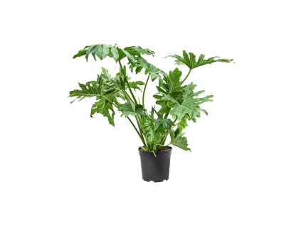 82980 philodendron selloum prumer 24 cm