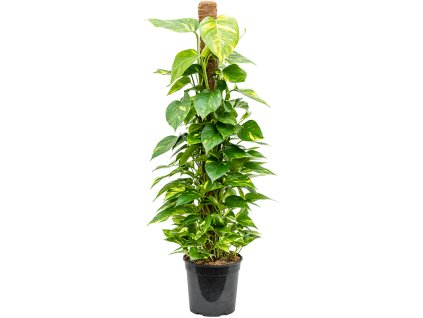 82983 epipremnum aureum s kokosovou vzperou 120 cm prumer 24 cm