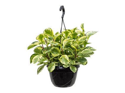 82989 peperomia obtusifolia golden gate zaves prumer 20 cm