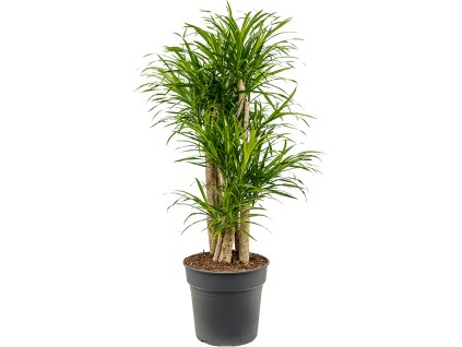 82992 dracaena pleomele anita variegata prumer 27 cm