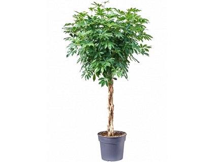 Schefflera arboricola Compacta, průměr 34 cm  Šeflera