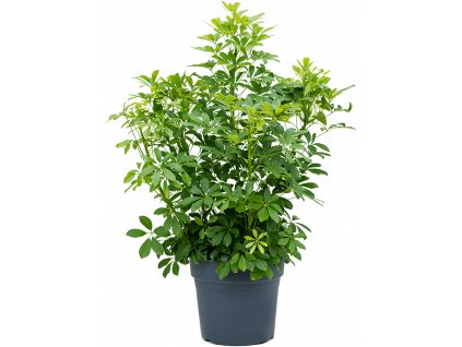 Schefflera arboricola Compacta, průměr 34 cm  Šeflera