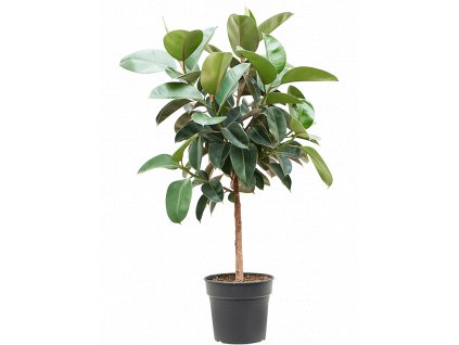 Ficus elastica Robusta, průměr 30 cm  Fíkovník pryžodárný, Fíkovník, Gumovník