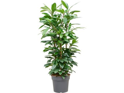 83013 ficus cyathistipula prumer 34 cm