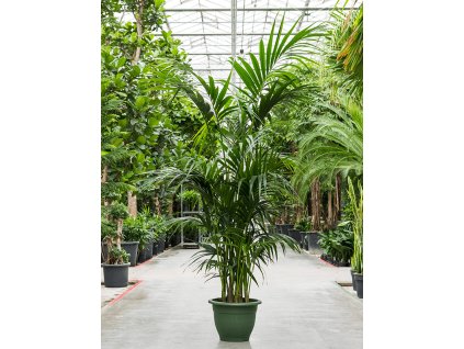 83028 howea forsteriana kentia prumer 40 cm
