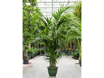 Howea forsteriana (Kentia), průměr 40 cm  Kencie, rajská palma
