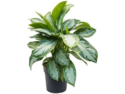 83031 aglaonema silver bay prumer 24 cm