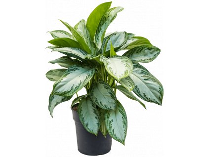 Aglaonema Silver Bay, průměr 24 cm  Aglaonema, Spící panna