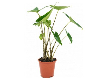 Alocasia zebrina, průměr 19 cm  Alokásie,  Alokázie