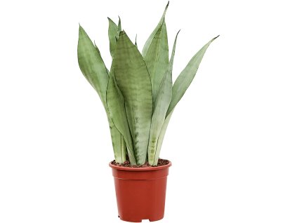 83037 sansevieria trifasciata moonshine prumer 17 cm