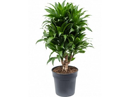 Dracaena fragrans Compacta, průměr 21 cm  Dracéna vonná, dračinec