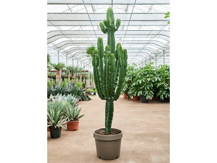 Euphorbia erytrea, průměr 40 cm  Pryšec