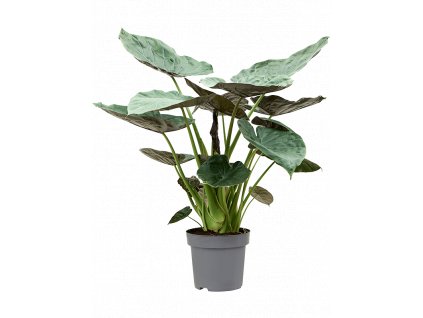 Alocasia Wentii, průměr 32 cm  Alokásie,  Alokázie