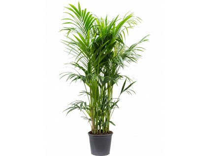 Howea forsteriana (Kentia), průměr 32 cm  Kencie, rajská palma