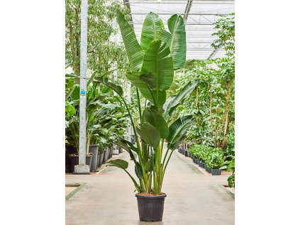 83061 strelitzia nicolai prumer 40 cm