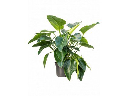Philodendron Green Beauty, průměr 30 cm  Filodendron