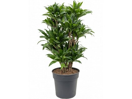 Dracaena fragrans Compacta, průměr 30 cm  Dracéna vonná, dračinec