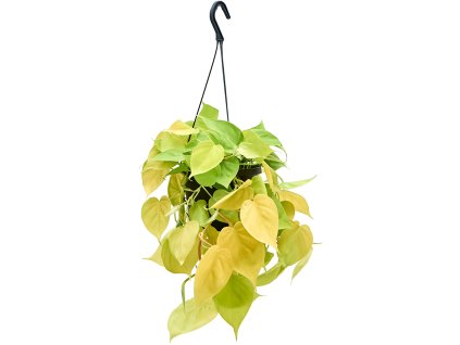 83076 philodendron scandens lemon lime zaves prumer 17 cm