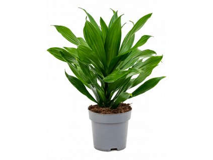 Dracaena fragrans Green Jewel, průměr 17 cm  Dracéna vonná, dračinec