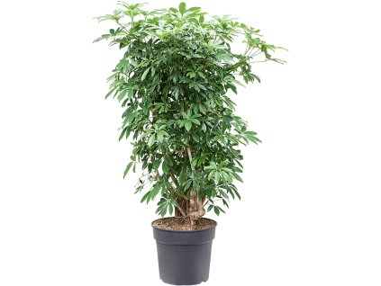 83088 schefflera arboricola compacta prumer 34 cm